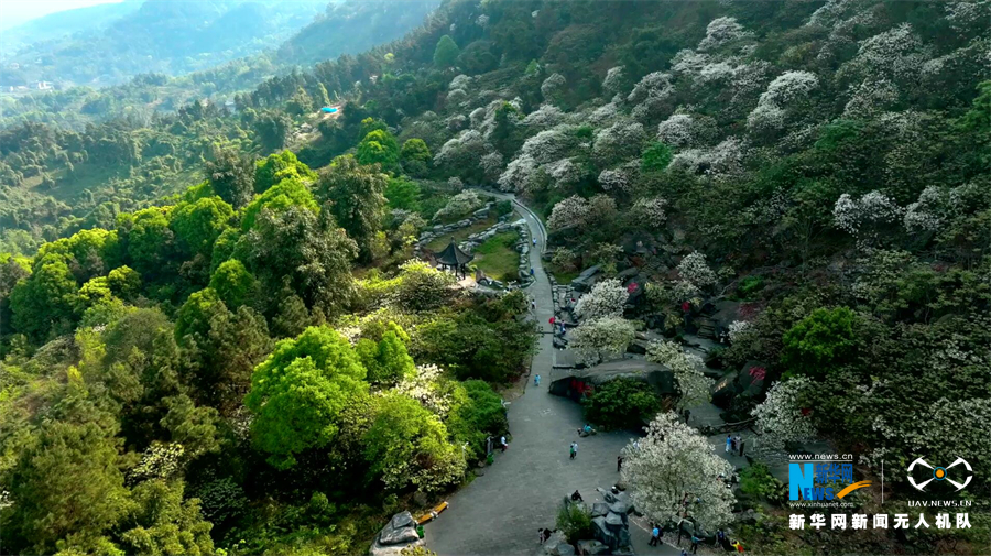 【“飞阅”中国】桐子花开 青山染“霜”