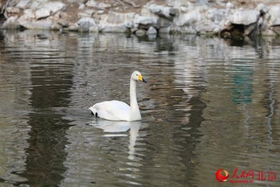 组图：水鸟嬉戏湖面传递春的消息--北京频道--人民网
