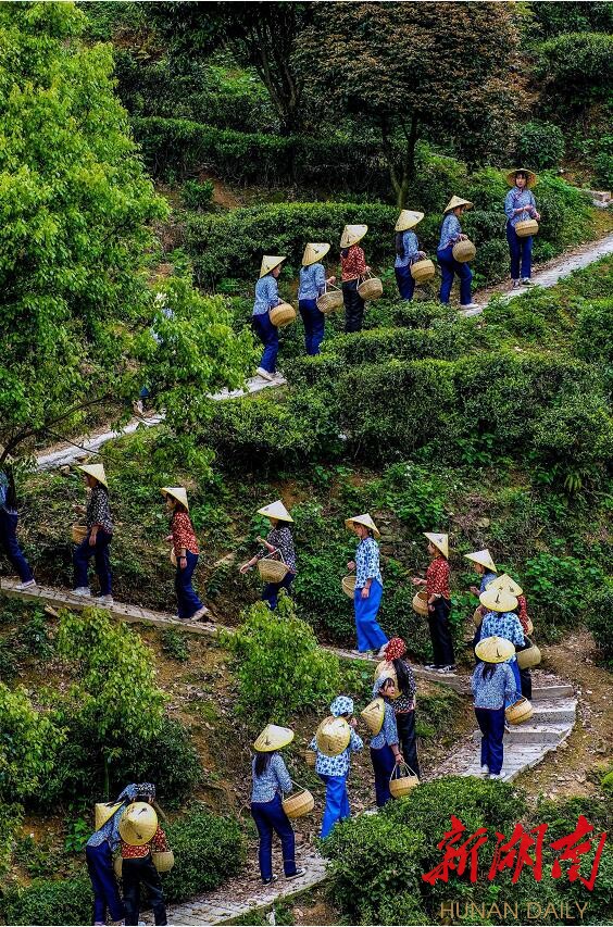 促进茶旅融合  助力乡村振兴 临湘白石茶业做足“茶文章”