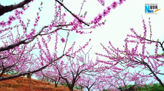 【“飞阅”中国】 福建古田：千亩桃花争