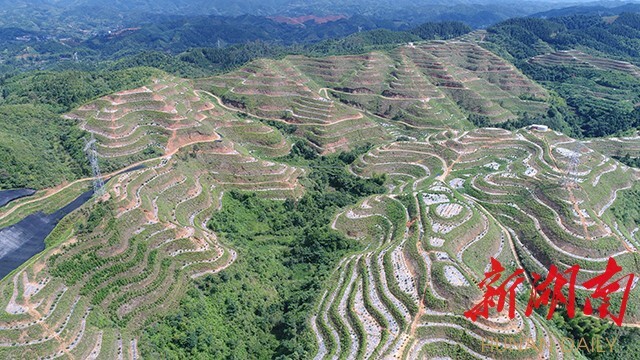 湖南日报深度︱“中药谷”崛起大西南——看怀化如何推进中药材资源大市向产业强市跨越