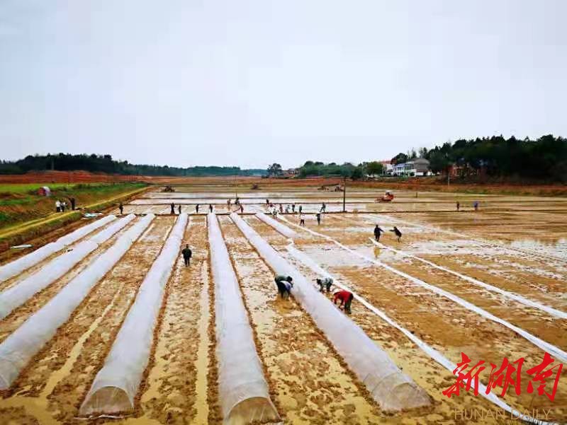 湖南日报市州头条 || 岳阳市集体经济薄弱村近半“销号”