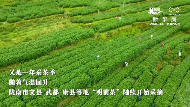 【“飞阅”中国】甘肃陇南：春茶飘香采