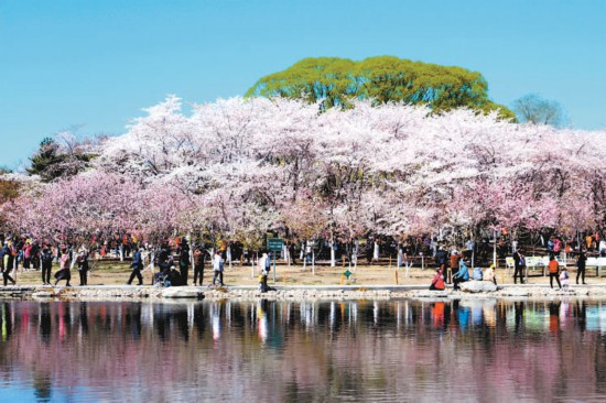 北京市属公园推出30处赏花踏青场所