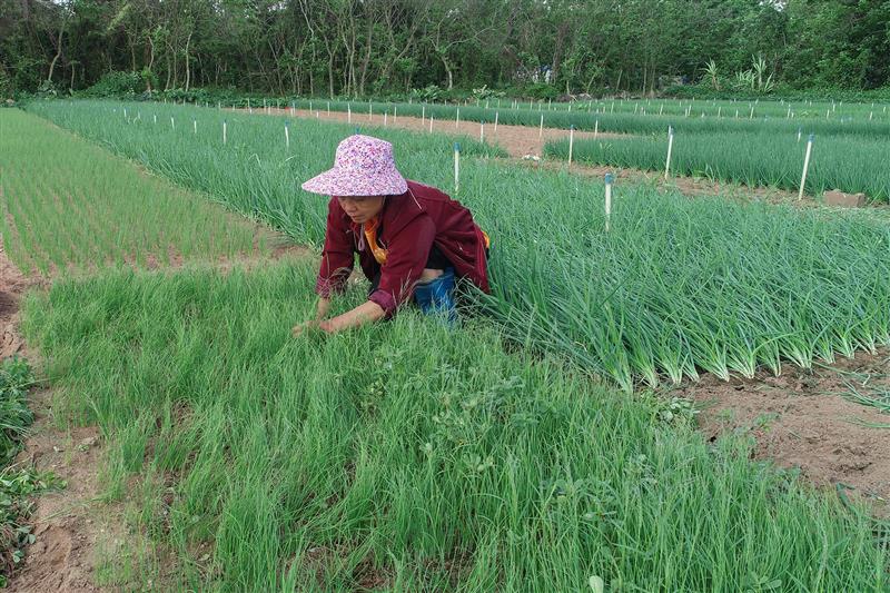 海南海口琼山区发动菜农抢收抢种确保稳供稳价