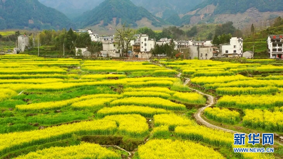 【“飞阅”中国】梯田花海 春景如画