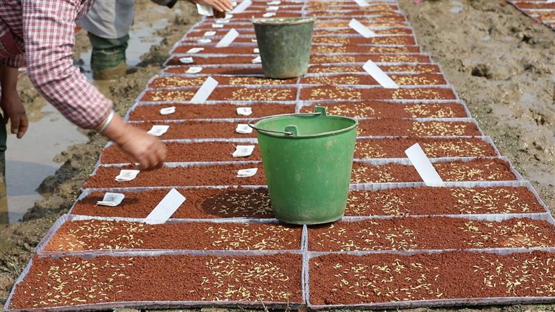 云南施甸：6万份两用核不育系水稻育种材料开播