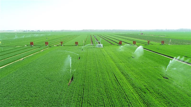千万亩水肥一体化助力小麦促弱转壮夺丰收
