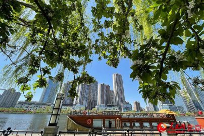 组图：运河两岸桃红柳绿北京城市副中心