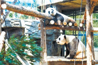拆除水泥造景重新植树种草:动物园奥运熊猫馆全新亮相