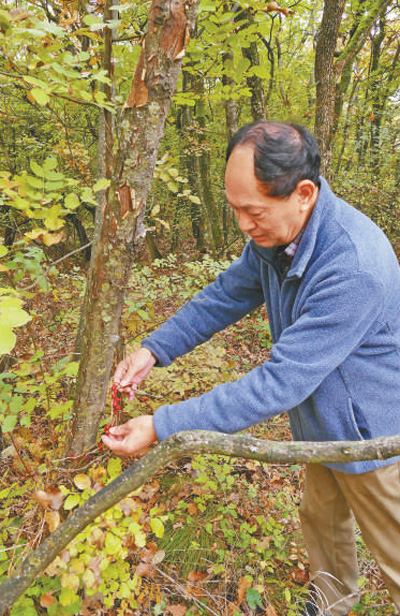 中国科学院昆明植物研究所研究员管开云：一生热爱 守护花开