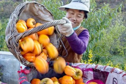 北京：统筹推进农民收入持续稳定增长
