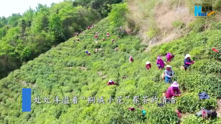 【“飞阅”中国】桐城“小花” 茶香满园