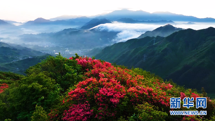 【“飞阅”中国】美爆了！高山野生杜鹃