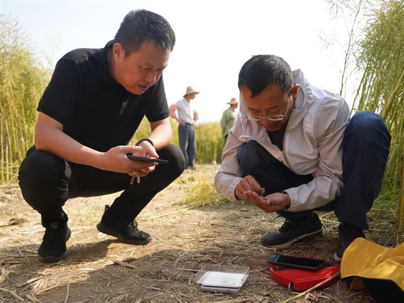 湖北推广油菜菌核病防控新技术提质增产