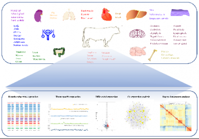 国际首个肉牛高质量组织基因表达图谱问