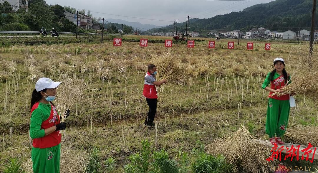 岳阳县公田镇油菜旅游节盛妆开幕