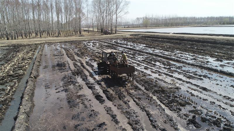 北大荒共青农场木本泥碳改良土壤效果明显