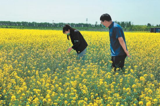 通州区张家湾镇昔日违建变身百亩油菜花海