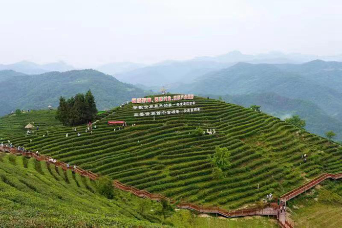 2022“国际茶日”中国主场活动举办