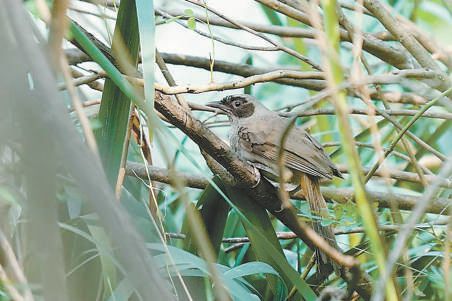 海淀野生动植物种类超1100种