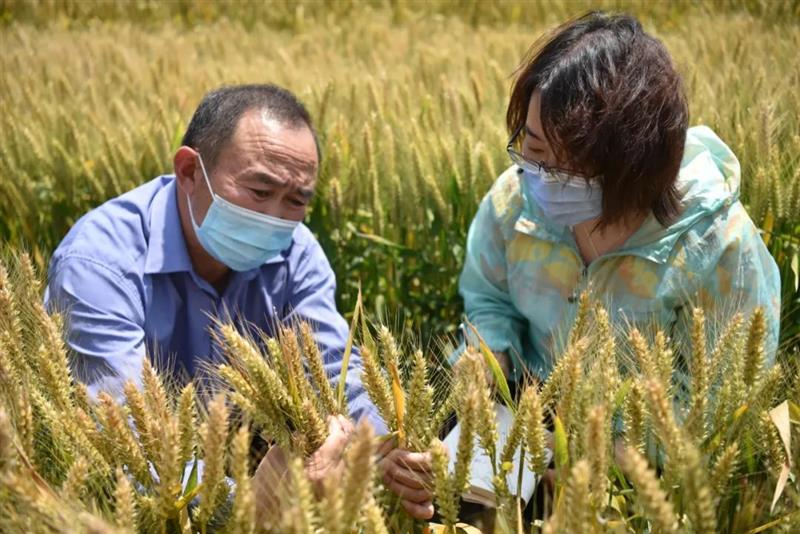 河南省上蔡县：“统防统治”成效显著 146万亩夏粮待丰收