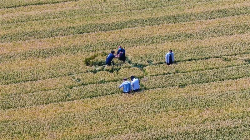 河南省上蔡县：“统防统治”成效显著 146万亩夏粮待丰收