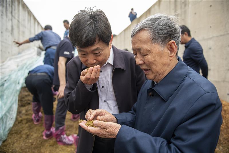 湖北推广青贮饲料油菜应用前景广阔