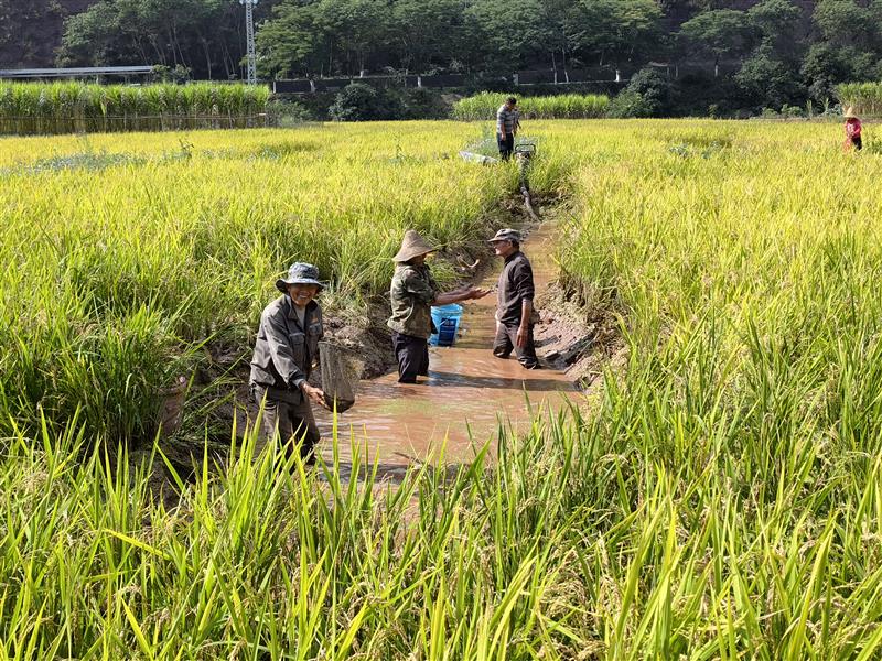 云南省新平县峨德村：不失“粮”机 渐入“茄”境