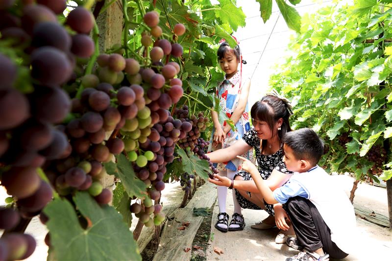 河北东光县：大棚葡萄上市早  亩均收入