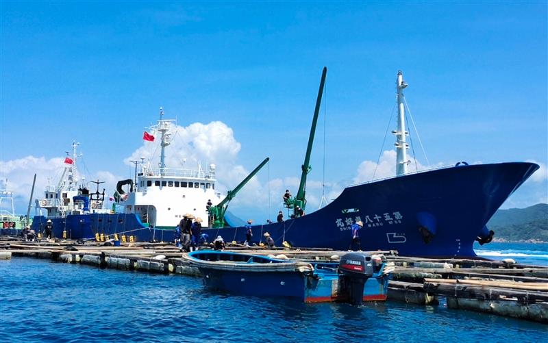 2022年海南鰤鱼幼鱼出口日本有望突破1.8亿元