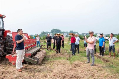 湖北枝江：节水抗旱稻备受粮食加工企业和农民青睐