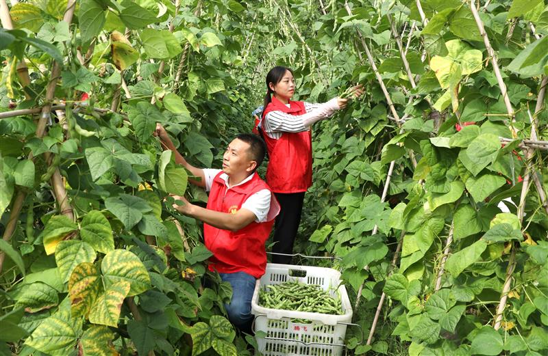 四川仁寿：志愿者助农采收蔬菜
