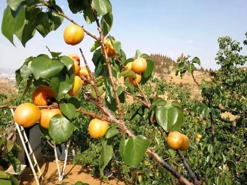 新疆阿瓦提：特色胡安娜杏熟了，果农腰
