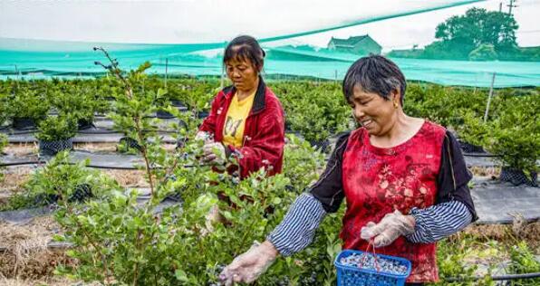 南京：晶桥百亩蓝莓正值采摘期