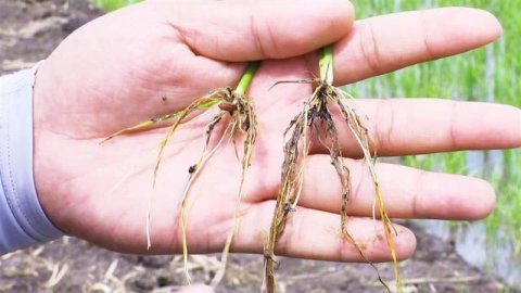 洪河农场有限公司跟踪温汤浸种技术提升水稻品质