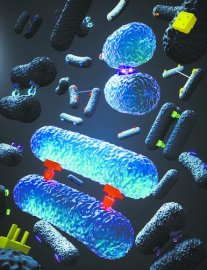 细菌“亲密行为”或解释抗生素耐药性成