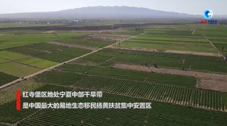 全球连线｜高效节水灌溉润泽中国西北干
