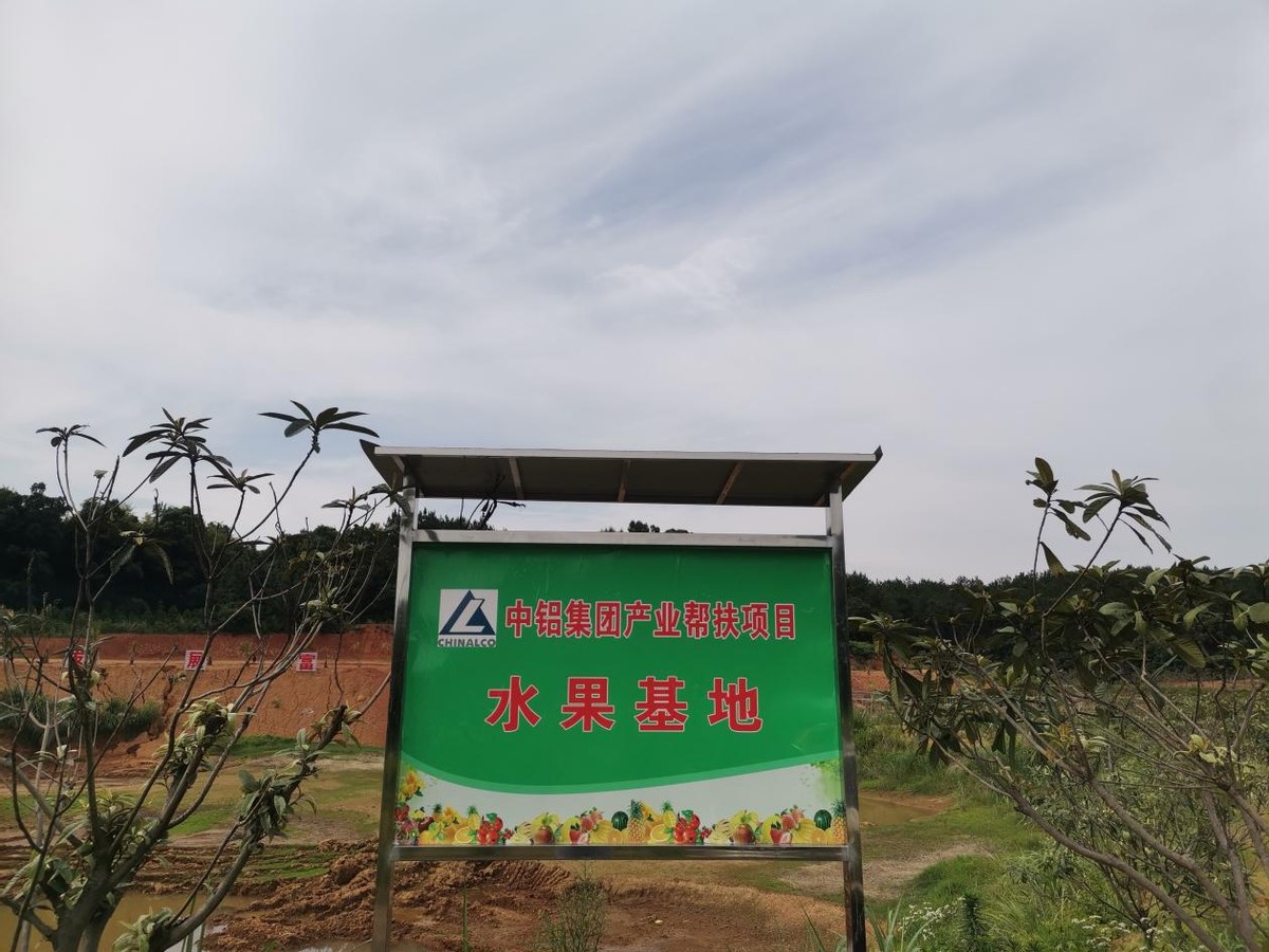 黄土地上结金果 阳新柏树村油茶果蔬基地为乡村振兴打牢产业基础