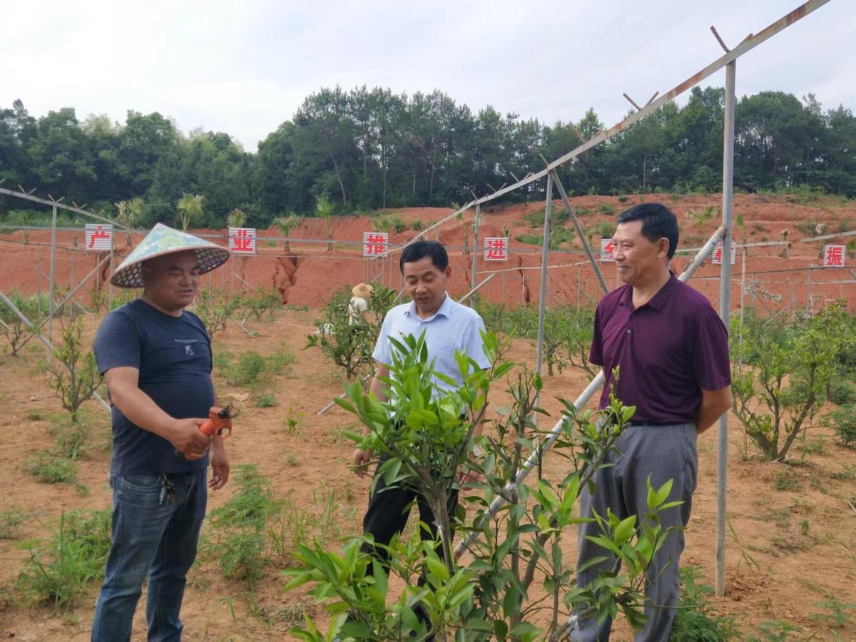 黄土地上结金果 阳新柏树村油茶果蔬基地为乡村振兴打牢产业基础