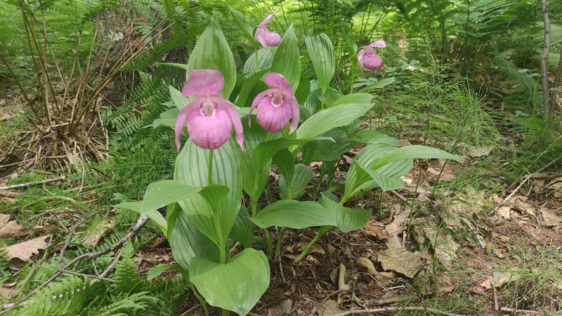 共青农场发现国家一级濒危保护野生植物大花杓兰