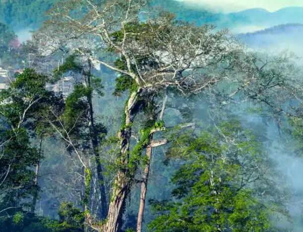 云南：4300个“6㎡森林”绿染苍山