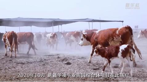新疆：牛的新家有多美
