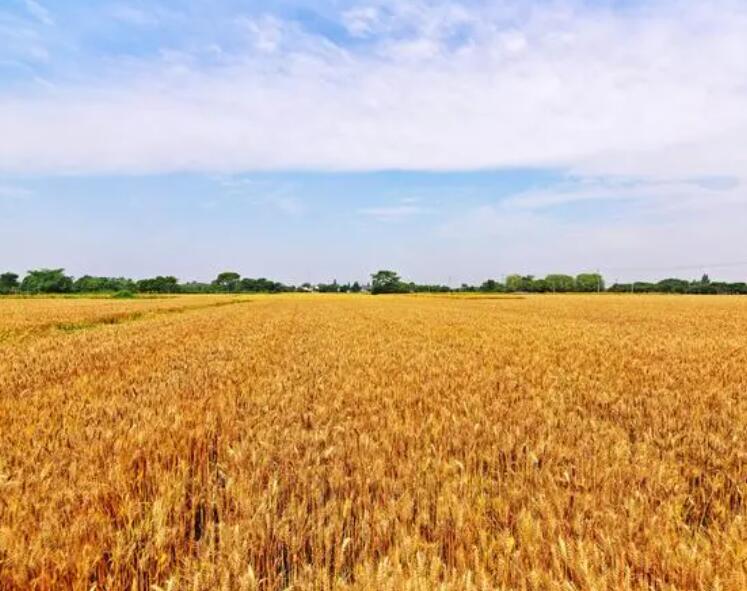 平谷田野 “麦”向丰收