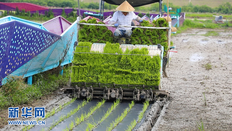 乡村振兴|你听说过“绿领”新农人吗？