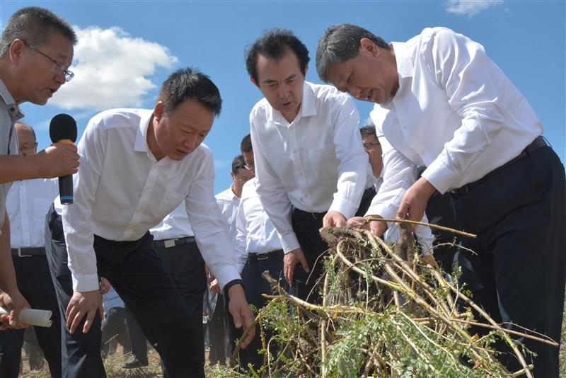 柠条机械化收获助力宁夏畜牧业发展