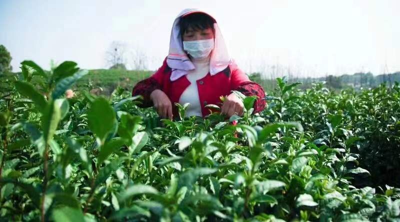 小茶叶成就大产业 阳新县新塘春茶场提档升级带领村民走上致富路