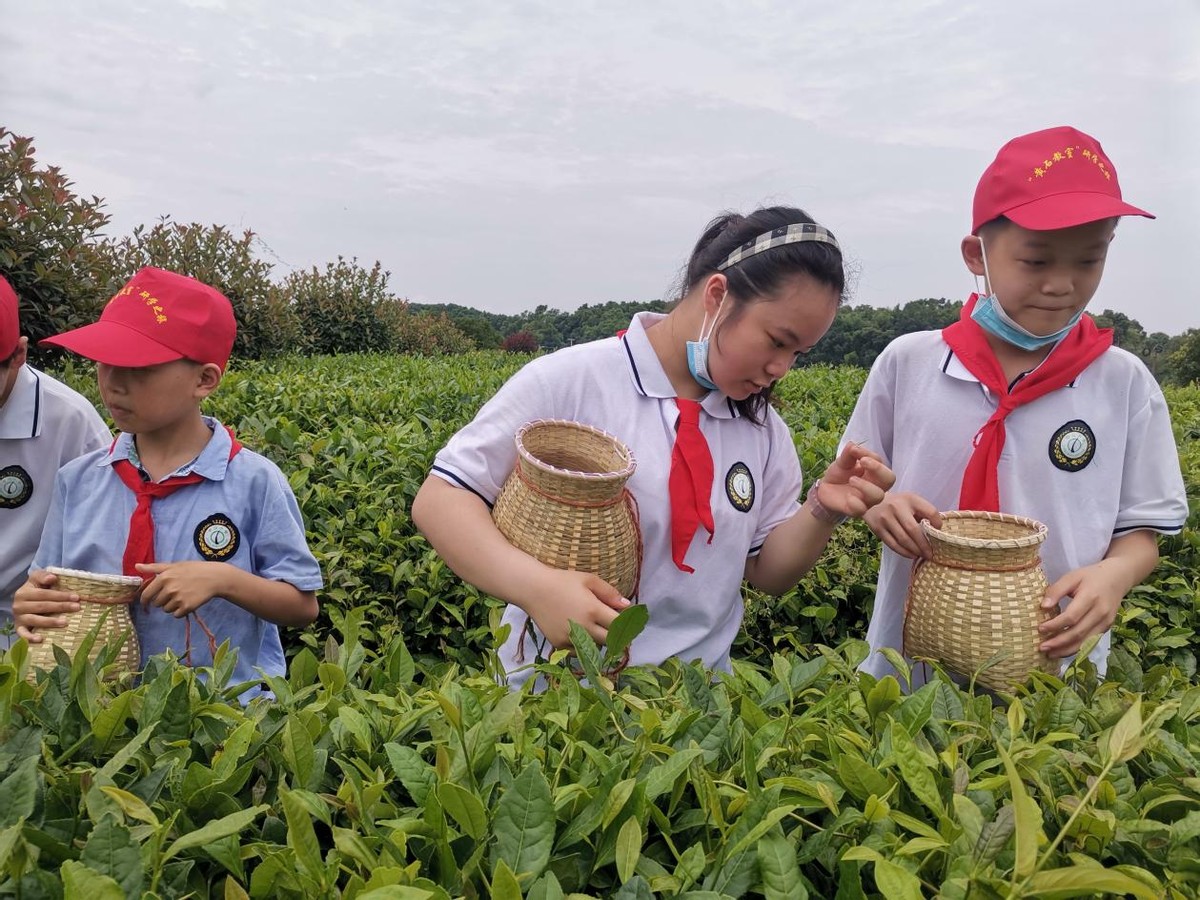 小茶叶成就大产业 阳新县新塘春茶场提档升级带领村民走上致富路