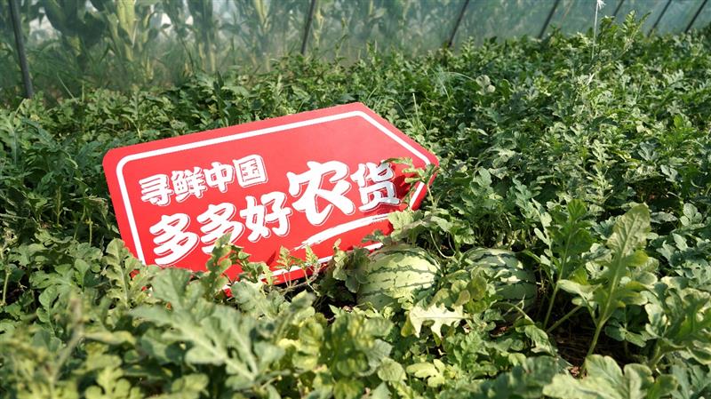 每天拍瓜上万个，验瓜师执着“抓品控”打响夏邑品牌