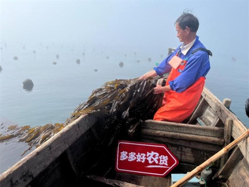 拼多多助力荣成海带减损重振